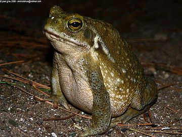 Rhinella arenarum. Ce crapaud se retrouve jusqu'en Patagonie argentine[23].