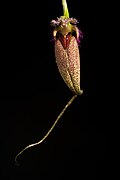 Bulbophyllum romyi