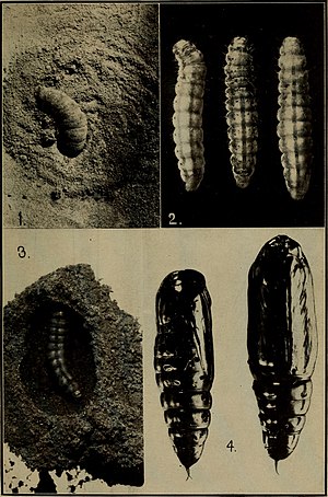 Helicoverpa Zea