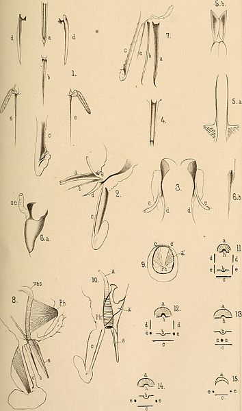 File:Bulletin de la Société impériale des naturalistes de Moscou (1829-1917.) (20440147921).jpg