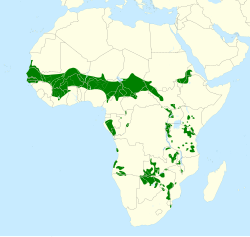 Localização da espécie no Continente Africano