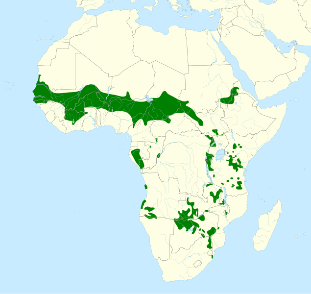 File:Buphagus africanus map.svg