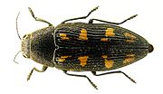 Buprestis novemmaculata bl.jpg