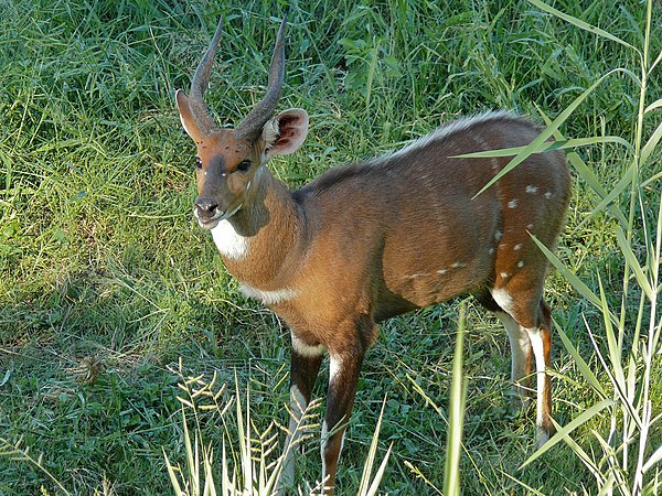 Male with conspicuous striping near Letaba Camp, Kruger National Park, South Africa