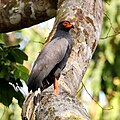 Buteogallus schistaceus - Slate-coloured Hawk (male).JPG