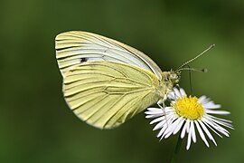 暗脈菜粉蝶 Pieris napi