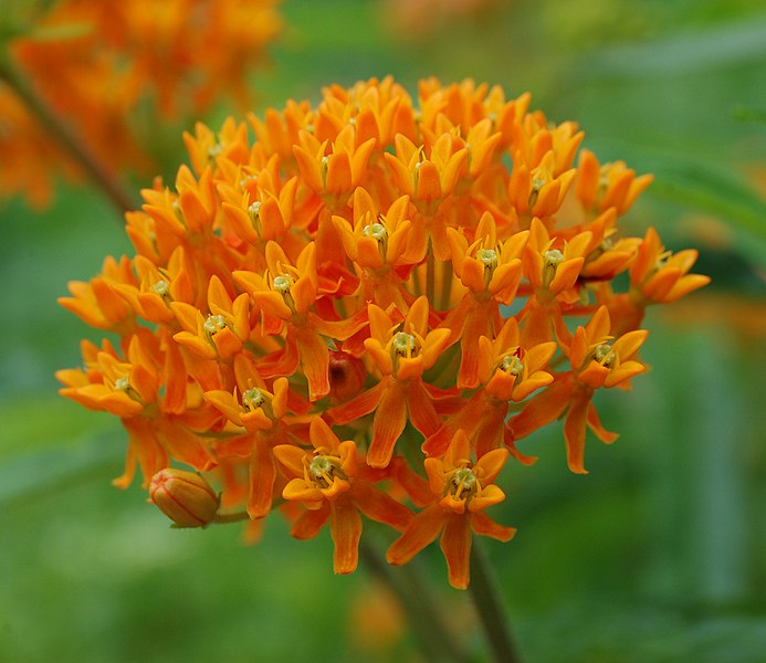 File:Butterfly Weed Asclepias tuberosa Umbel.jpg