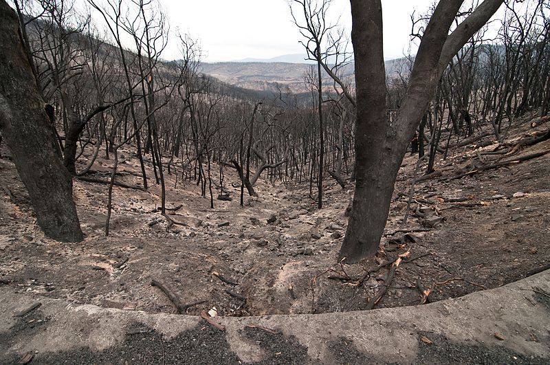 File:CSIRO ScienceImage 10517 The Kinglake National Park after the Black Saturday bushfires.jpg