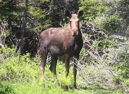 Moose on the Cabot Trail