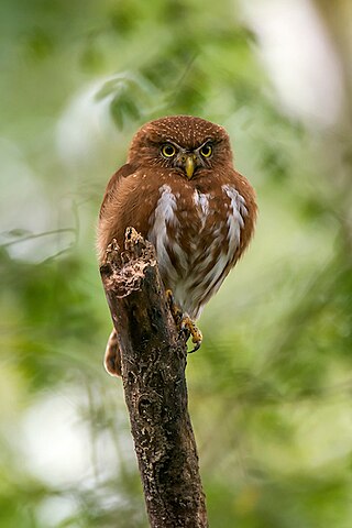 <span class="mw-page-title-main">East Brazilian pygmy owl</span> Species of owl