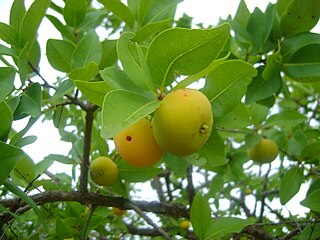 <i>Eugenia dysenterica</i> Species of flowering plant