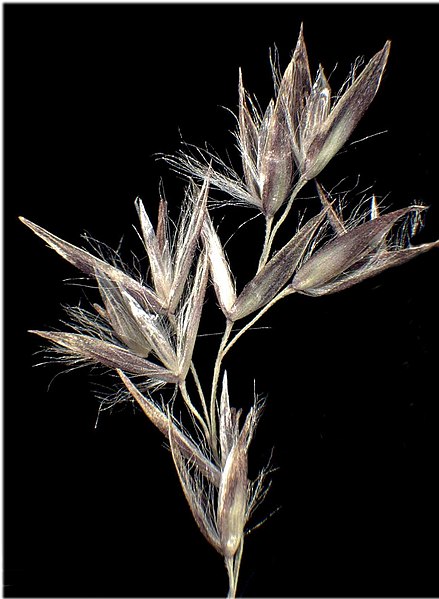 Plik:Calamagrostis villosa flower (06).jpg