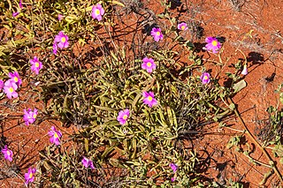 <i>Rumicastrum calyptratum</i> Species of plant