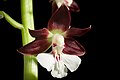 Calanthe discolor var. amamiana