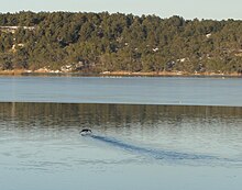 Oiseaux sur le bassin