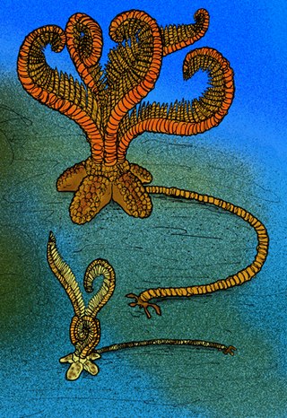 <i>Calceolispongia</i> Extinct genus of crinoids