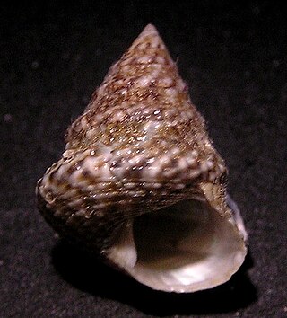 <i>Calthalotia arruensis</i> Species of gastropod