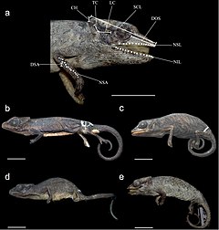 Description de l'image Calumma vatosoa (10.3897-zse.92.6464) Figure 1.jpg.