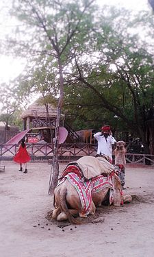 Camel in Jaipur,Chokhi Dhani,Rajasthan,India