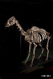 Camel skeleton at MAV-USP.jpg