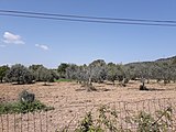 Oliverar vora la carretera de la Sanson, a Sant Feliu de Llobregat.