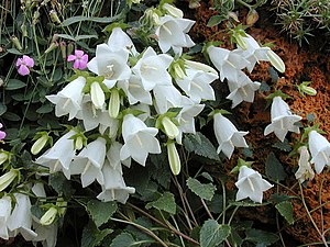 Campanula betulifolia.jpg