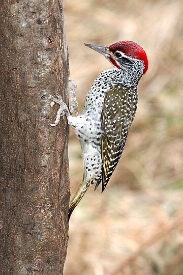 Nubian woodpecker