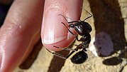 Miniatura para Camponotus molossus