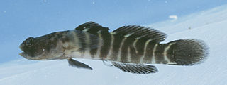 <i>Gobiosoma</i> genus of fishes