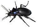 Carabus violaceus WP - (kerbtier.de: Art sicher) Category in Commons