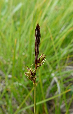 Carex lucorum 387188.jpg