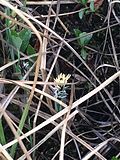 Thumbnail for Carex rariflora
