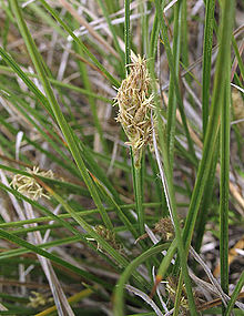 Carexpraegracilis1.jpg