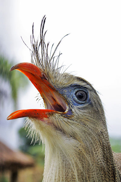 File:Cariama cristata -Brazil-8.jpg