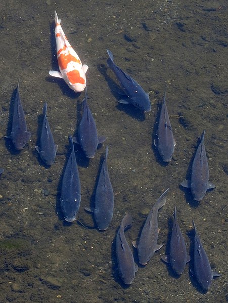 File:Carp in the Tama River.JPG