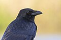 * Nomination Portrait of a carrion crow (Corvus corone) in parc Georges-Valbon, France. --Alexis Lours 06:56, 26 November 2023 (UTC) * Promotion  Support Good quality. --Plozessor 07:28, 26 November 2023 (UTC)