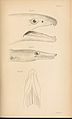 Catalogue of apodal fish in the ... Museum BHL8406322.jpg