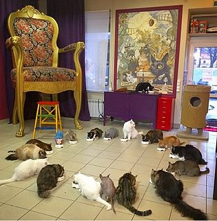 Cat café cat-themed eatery