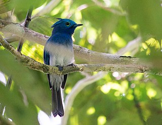 Celestial monarch Species of bird