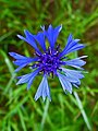 Inflorescence, Germany