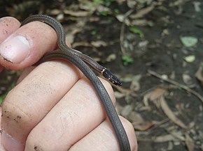 Descrição da imagem da cobra centopéia (Tantilla armillata) (17847993585) .jpg.