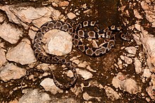 Централноамериканска дървена змия (Imantodes gemmistratus splendidus) .jpg