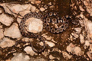 <i>Imantodes gemmistratus</i> Species of snake