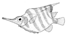 Centriscops humerosus (Banded Bellowsfish) .gif