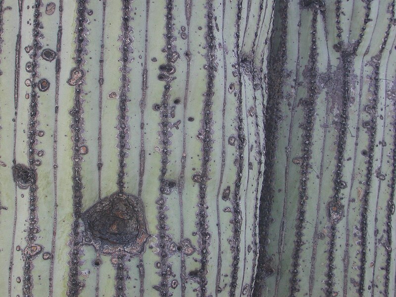 File:Cephalocereus columna-trajani skin.jpg