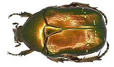 Cetonia aurata Linné, 1761 (2987339574).jpg