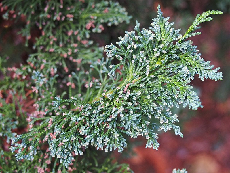 File:Chamaecyparis lawsoniana 'Wisselii' Cyprysik Lawsona 2019-10-26 01.jpg