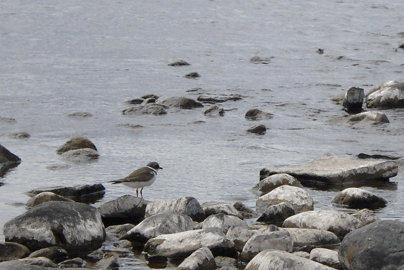 File:Charadrius semipalmatus - Thunder Bay 02.jpg