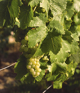 Cépage le Chardonnay