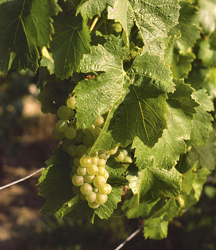 Chardonnay grapes in Champagne